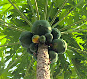 Kirindy Coconuts