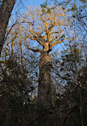 Kirindy Tree Baobab