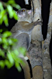 Kirindy Lemur Grey Mouse