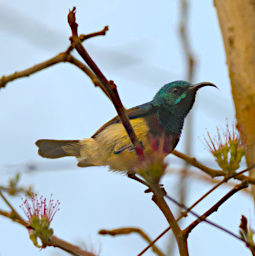 Kirindy Bird Souimanga Sunbird