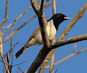 Kirindy Bird Rufous Vanga