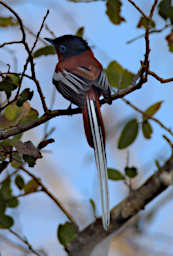 Kirindy Bird MGParadise Flycatcher