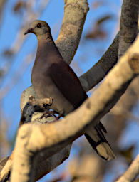 Kirindy Bird MGTurtle Dove