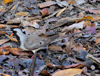 Kirindy Bird Namaqua Dove