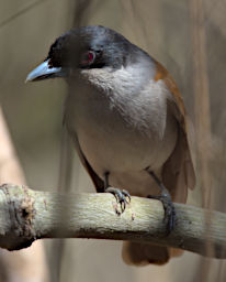 Kirindy Bird Rufous Vanga F