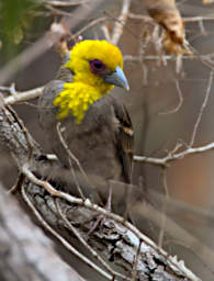 Kirindy Bird Sakalava Weaver