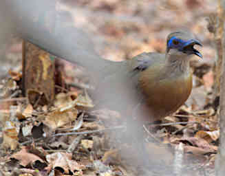 Kirindy Bird Coquerels Coua