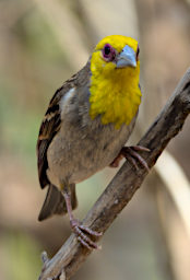 Kirindy Bird Sakalava Weaver