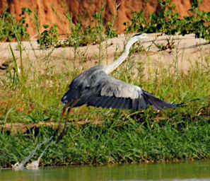 Manambolo R Bird Grey Heron