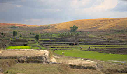 Manambolo R Rice Paddies