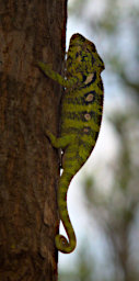 Manambolo R Chameleon Jeweled