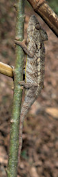 Manambolo R Chameleon Oustalets