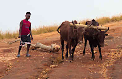 Manambolo R Road Zebu