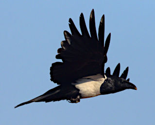 Manambolo R Bird Pied Crow