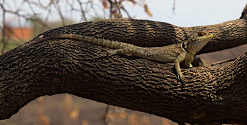 Manambolo R Lizard Cuviers MGSwift