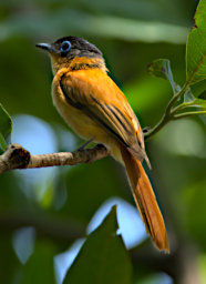 Manambolo R Bird MGParadise Flycatcher F