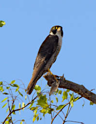 Manambolo R Bird Peregrine Falcon