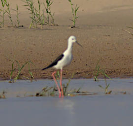 Manambolo R Bird Black Winged Stilt