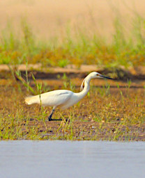 Manambolo R Bird Great Egret