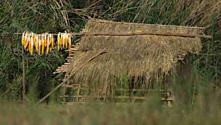 Manambolo R Maize Drying