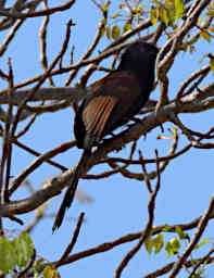 Manambolo R Bird MGCoucal