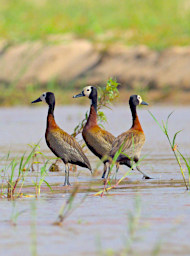 Manambolo R Bird White Faced Whistling Duck