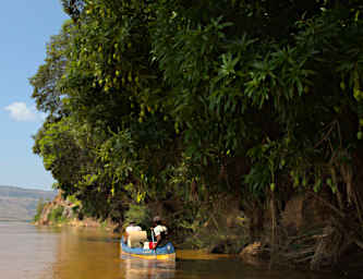 Manambolo R Mangoes