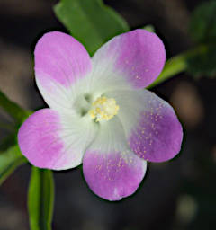 Manambolo R Flower Xxx Purple