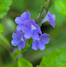 Manambolo R Flower Xxx Blue