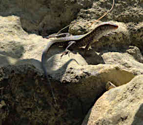 Manambolo R Plated Lizard