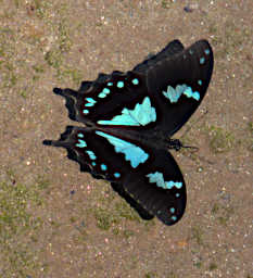 Manambolo R Butterfly Spotted Blue Swallowtail