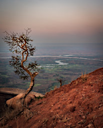 Manambolo R Tree