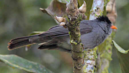 Mitsinjo Bird MGBulbul