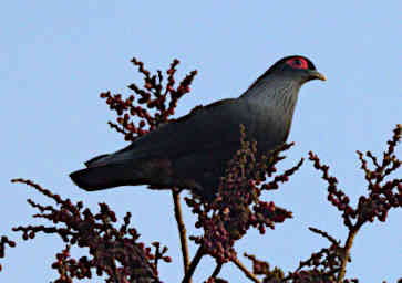 Mitsinjo Bird MGBlue Pigeon