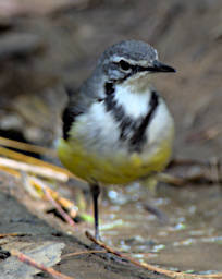 Mitsinjo Bird MGWagtail