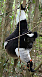 Mitsinjo Lemur Indri