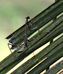 Mitsinjo Praying Mantis