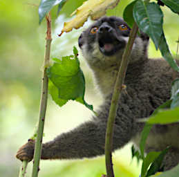 Mitsinjo Lemur Common Brown