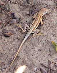 Morondava Lizard ThreeEyed