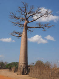 Morondava Tree Baobab Burned Ground