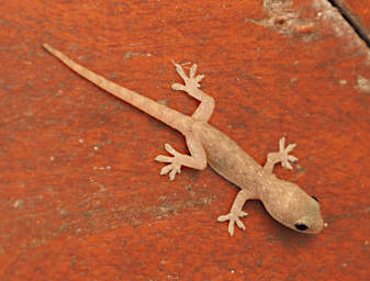 Morondava Thick-tailed Day Gecko
