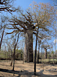 Morondava Tree Sacred Baobab