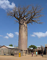 Morondava Tree Baobab