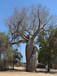 Morondava Tree Baobab In Love
