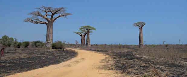 Morondava Tree Baobab Burned Ground