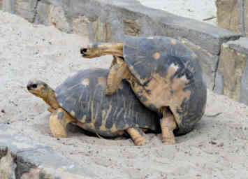 Morondava Tortises Mating