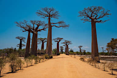 Morondava Baobab Alley