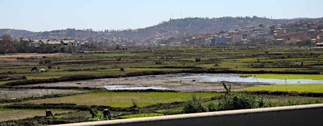 Peyrieras City Rice