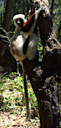 Peyrieras Lemur Deckens Sifaka