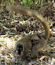 Peyrieras Lemur Common Brown